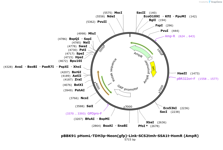179075-plasmid-map-sequence-id-361028