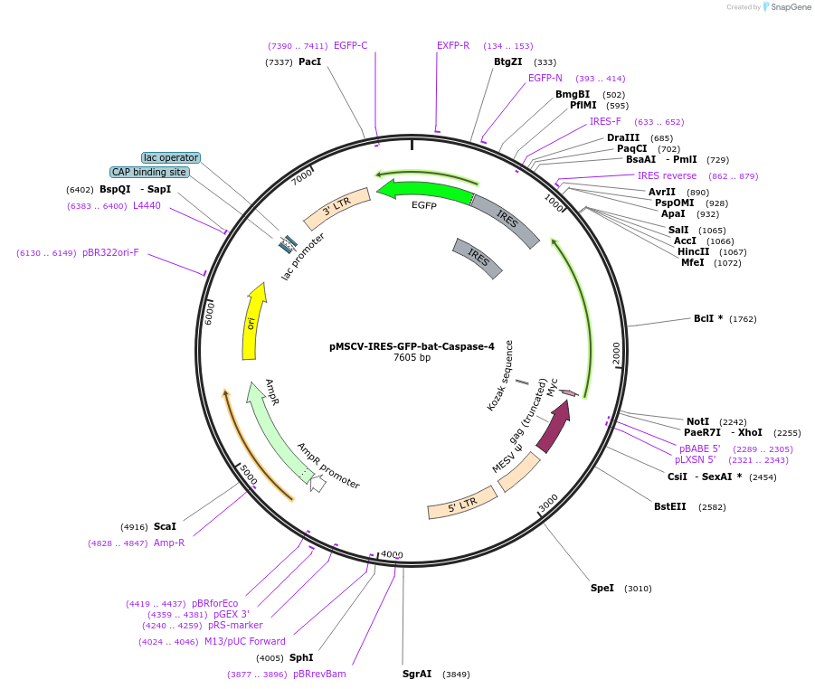 183377-plasmid-map-sequence-id-361030