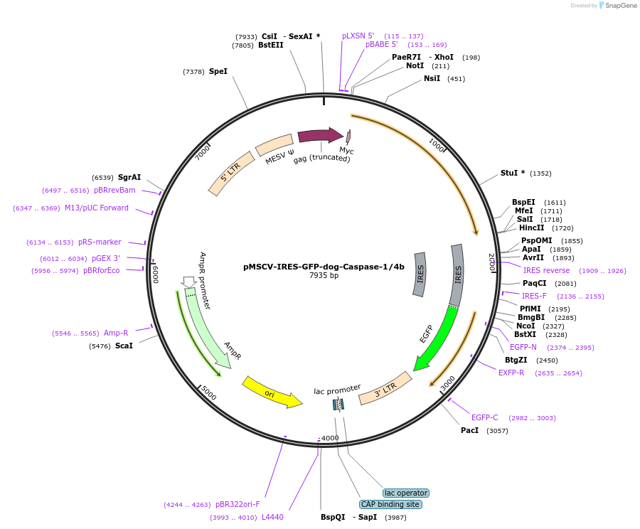 183365-plasmid-map-sequence-id-361033