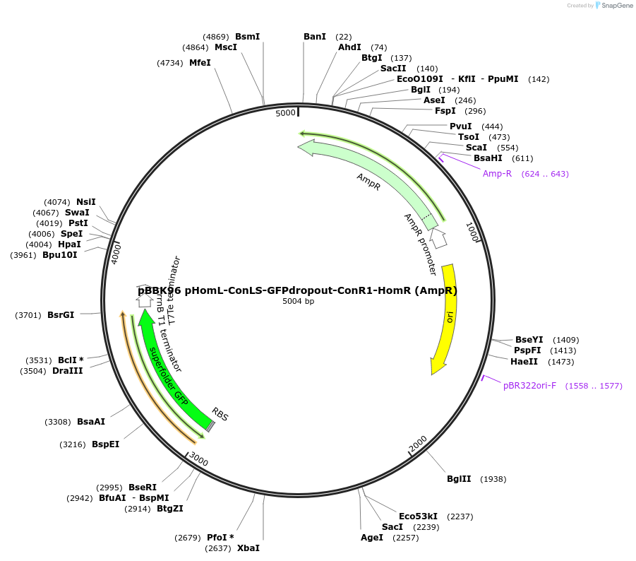 179080-plasmid-map-sequence-id-361034