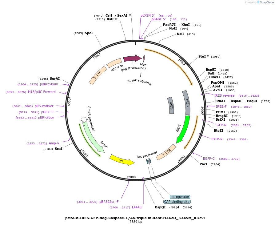 183364-plasmid-map-sequence-id-361112