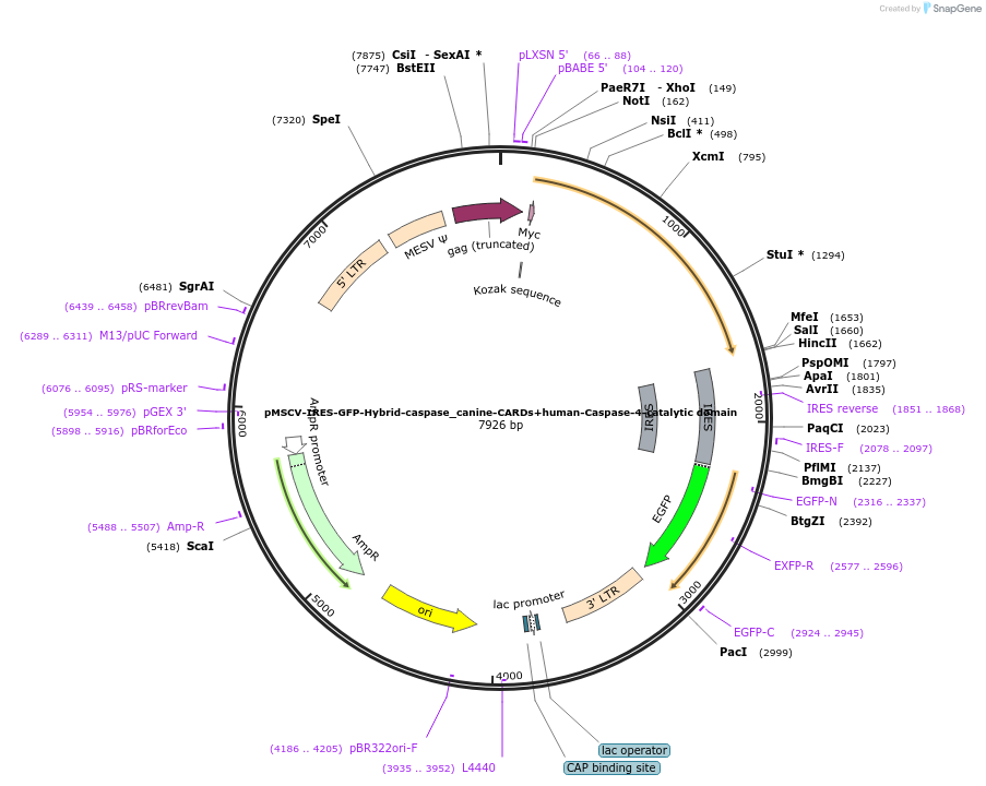 183395-plasmid-map-sequence-id-361114
