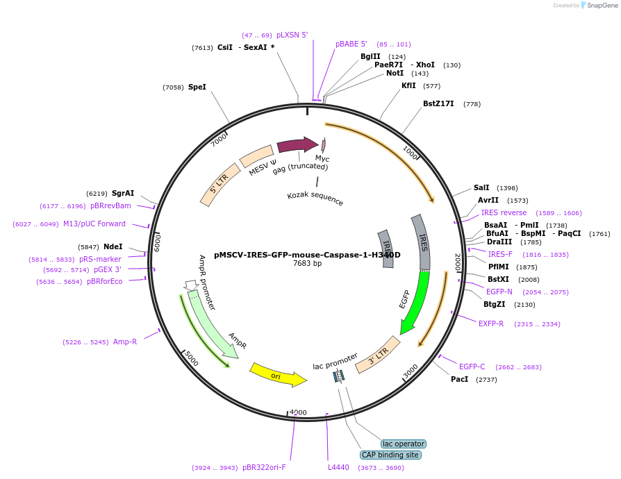 183362-plasmid-map-sequence-id-361116