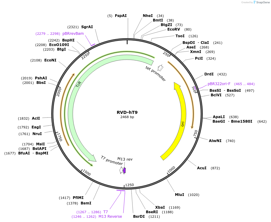 173415-plasmid-map-sequence-id-361118