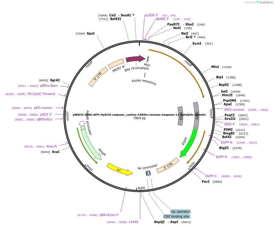183396-plasmid-map-sequence-id-361120