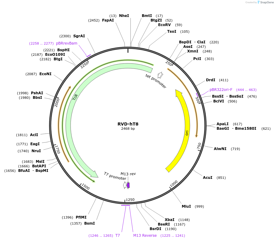 173414-plasmid-map-sequence-id-361121
