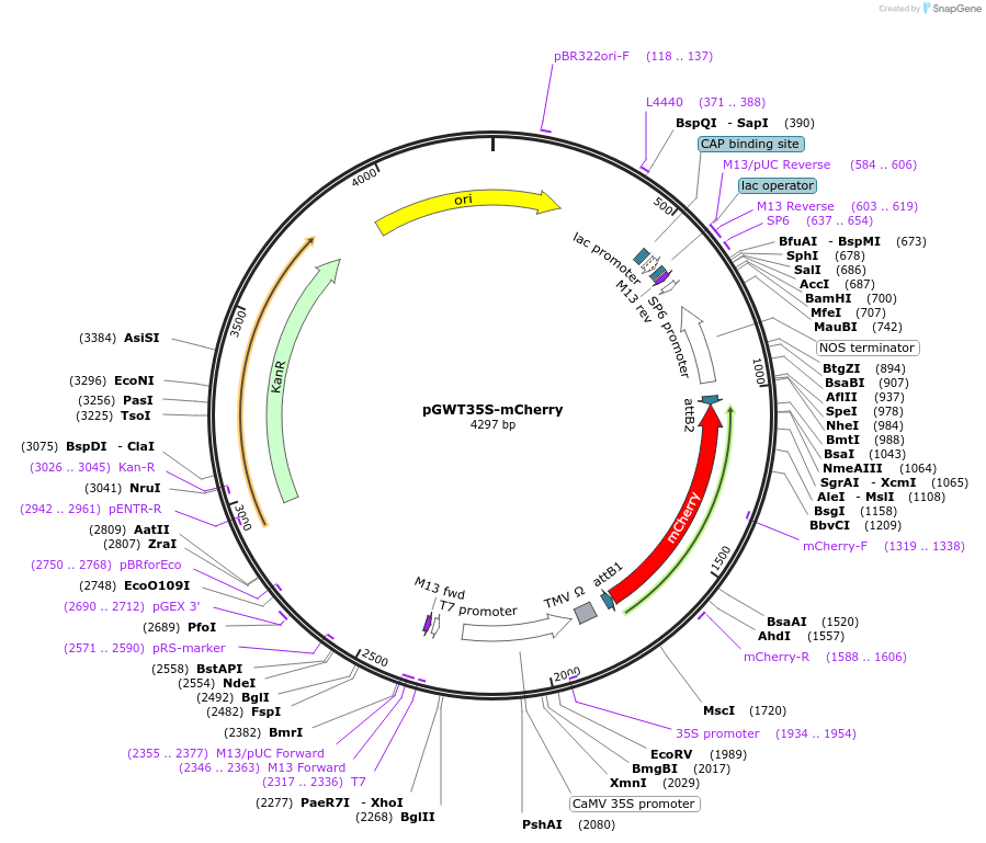 182582-plasmid-map-sequence-id-361122