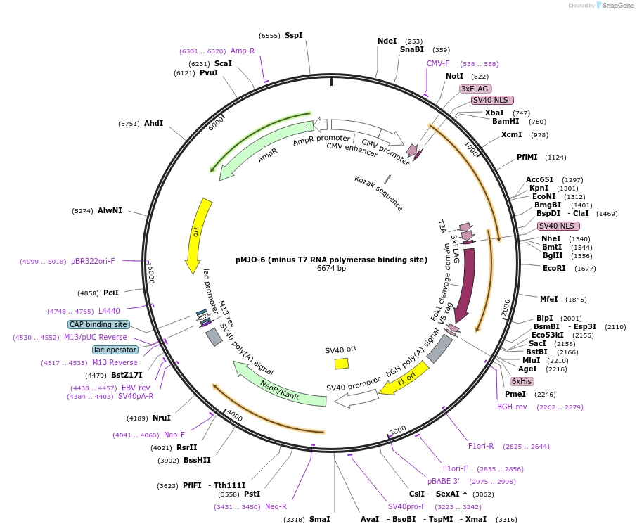 31991-plasmid-map-sequence-id-36114