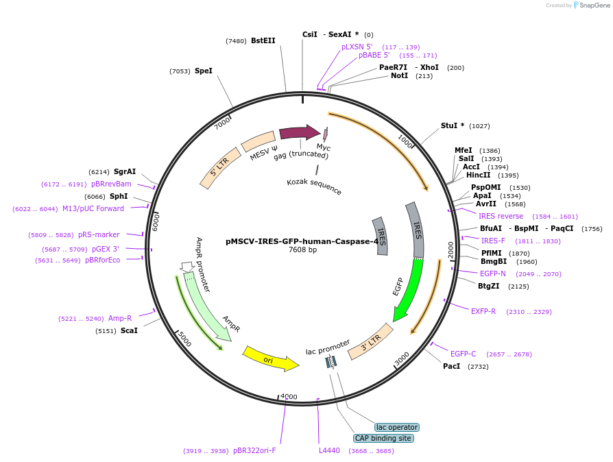 183356-plasmid-map-sequence-id-361151