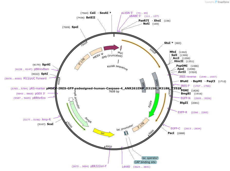 183357-plasmid-map-sequence-id-361152