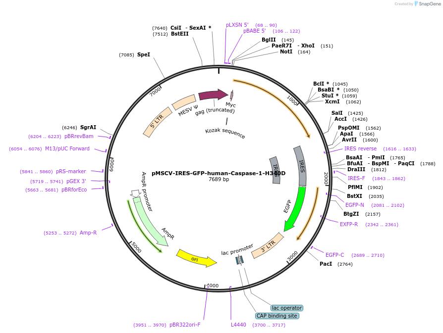 183360-plasmid-map-sequence-id-361156