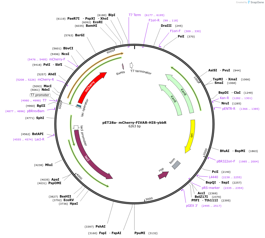 169138-plasmid-map-sequence-id-361157