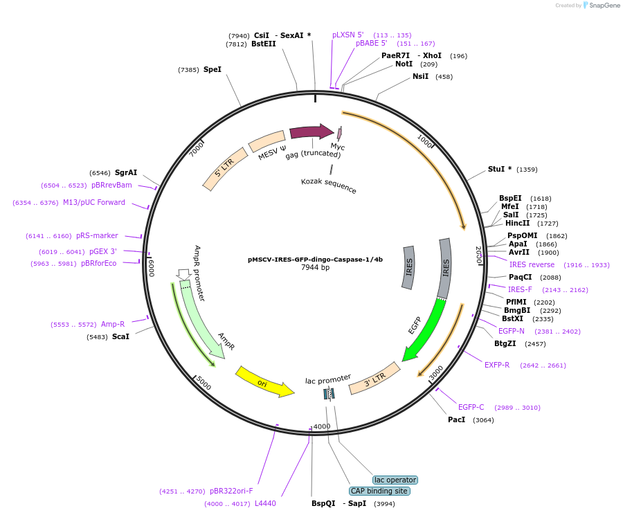 183369-plasmid-map-sequence-id-361160