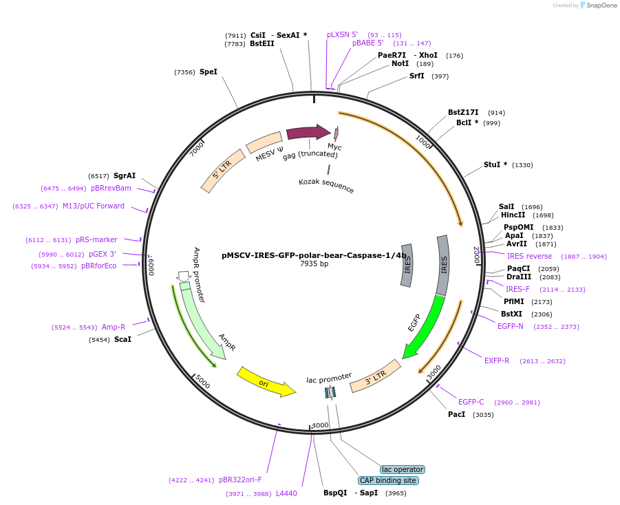 183370-plasmid-map-sequence-id-361166