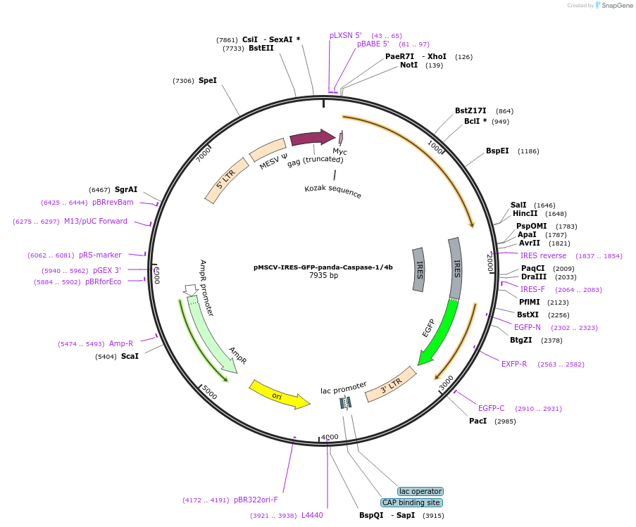 183371-plasmid-map-sequence-id-361167