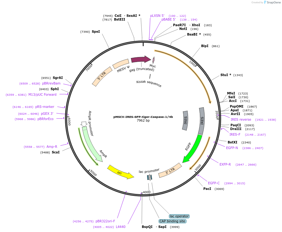 183372-plasmid-map-sequence-id-361168
