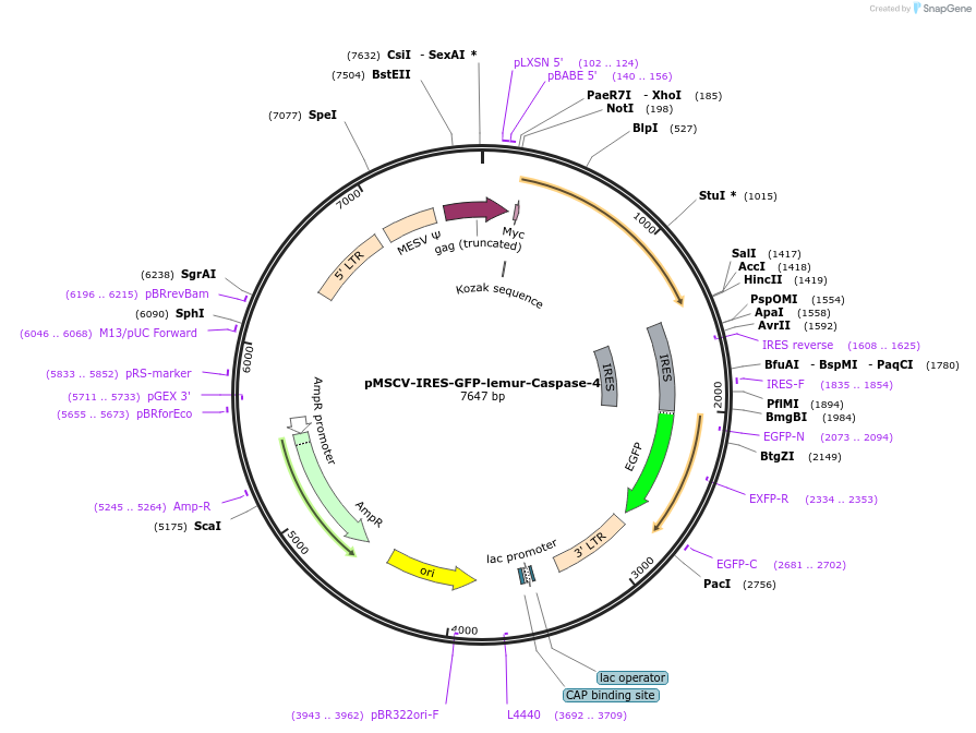183374-plasmid-map-sequence-id-361169