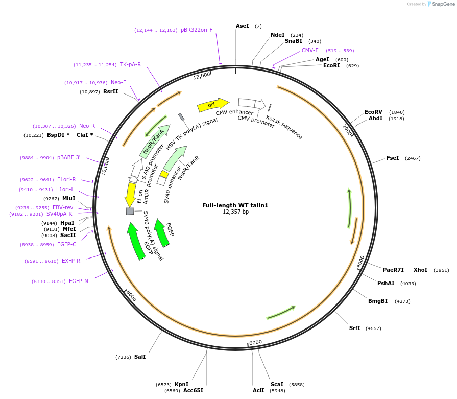 182992-plasmid-map-sequence-id-361171