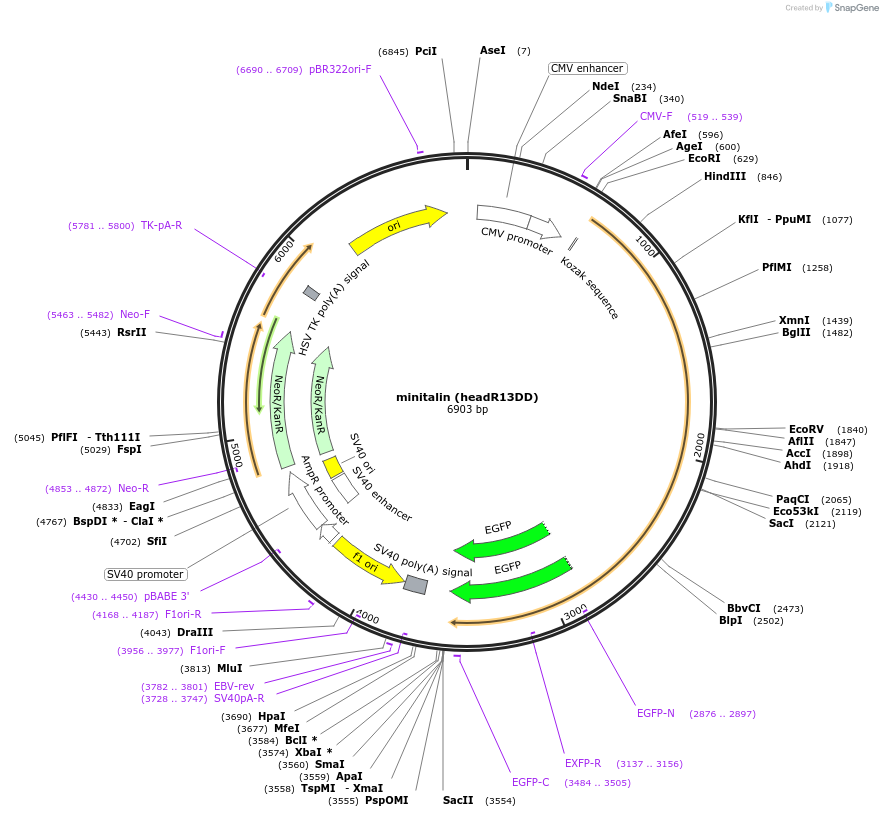 182994-plasmid-map-sequence-id-361173