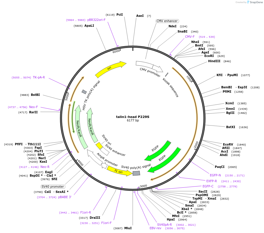 182997-plasmid-map-sequence-id-361174