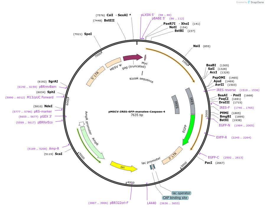 183378-plasmid-map-sequence-id-361176