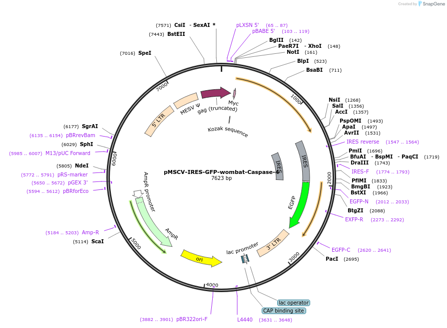 183379-plasmid-map-sequence-id-361178