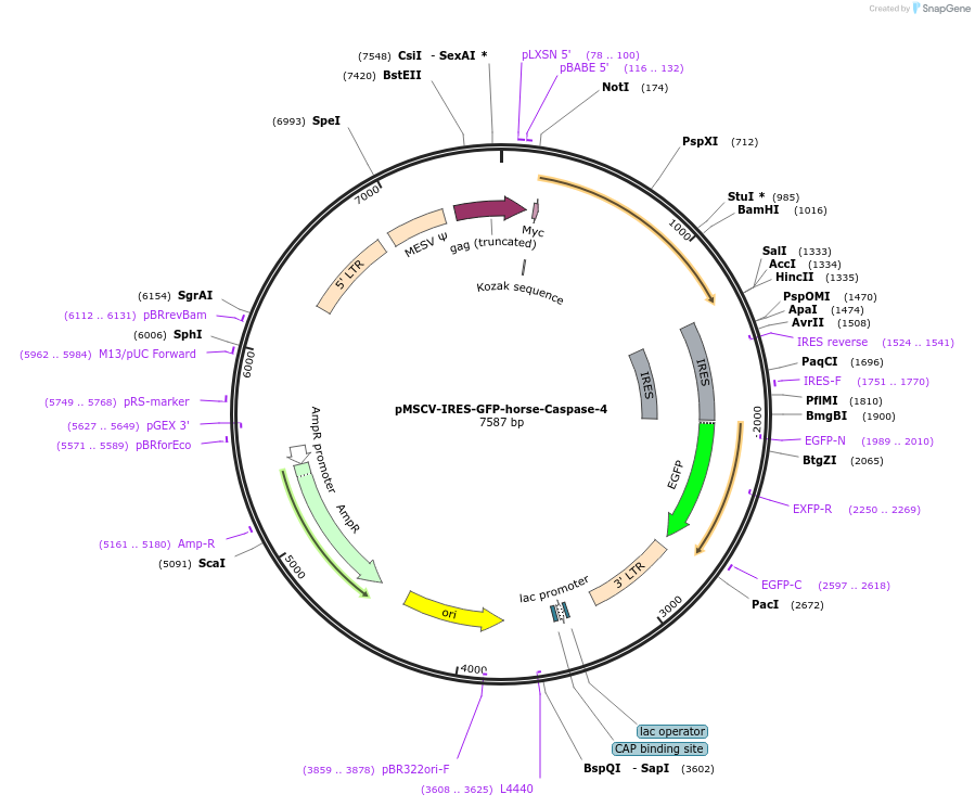 183380-plasmid-map-sequence-id-361179