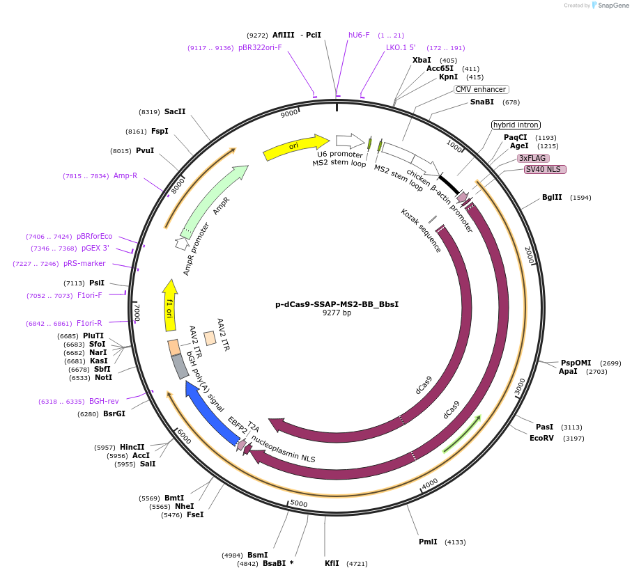 183826-plasmid-map-sequence-id-361180