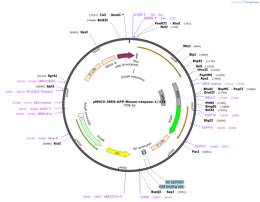 183391-plasmid-map-sequence-id-361183