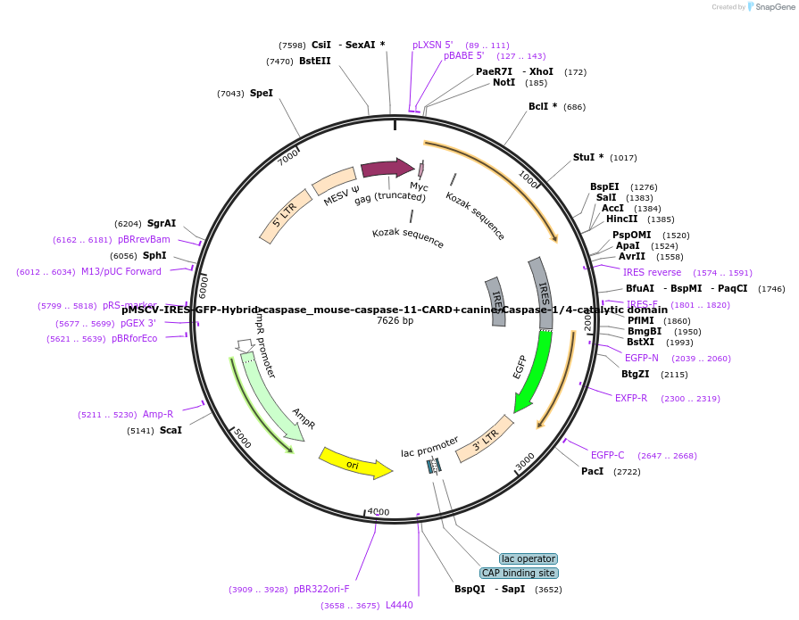 183398-plasmid-map-sequence-id-361185