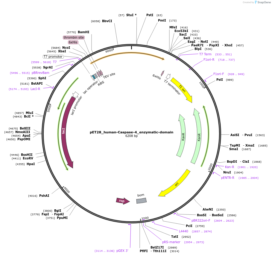 183381-plasmid-map-sequence-id-361186