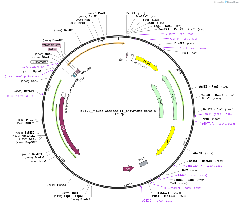 183382-plasmid-map-sequence-id-361191