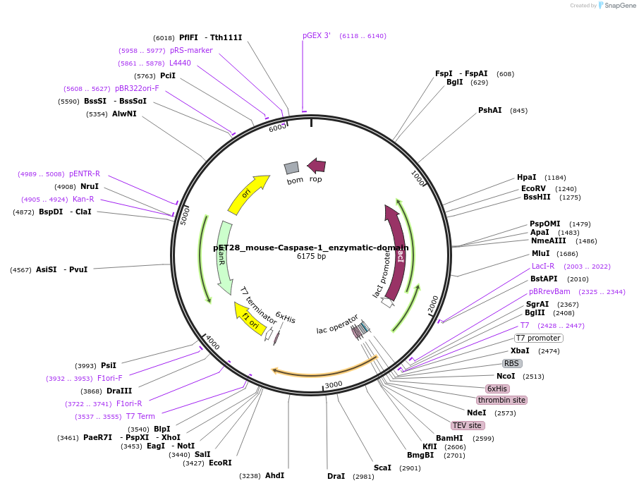 183385-plasmid-map-sequence-id-361195