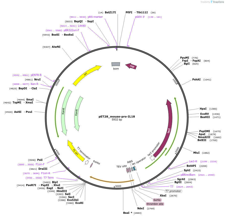 183389-plasmid-map-sequence-id-361198