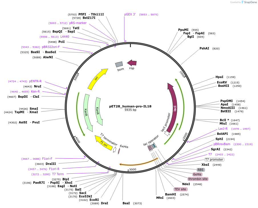 183390-plasmid-map-sequence-id-361212