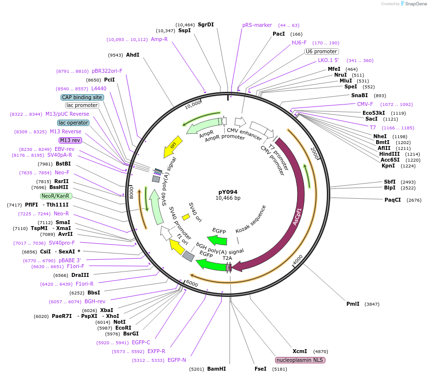 84743-plasmid-map-sequence-id-361215