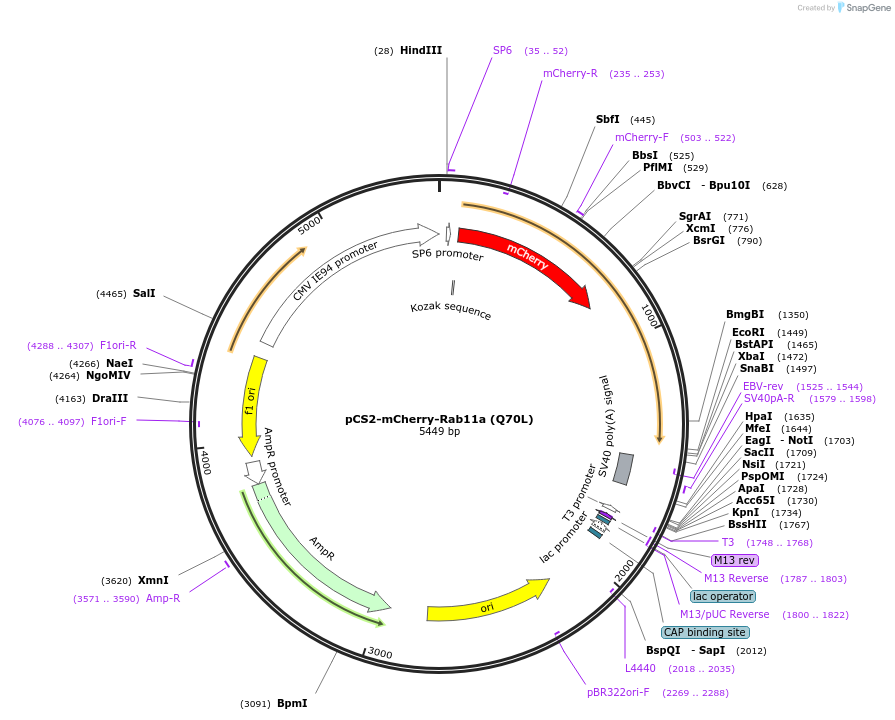 184037-plasmid-map-sequence-id-361216