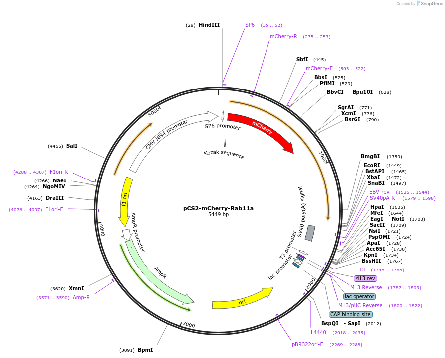 184035-plasmid-map-sequence-id-361219