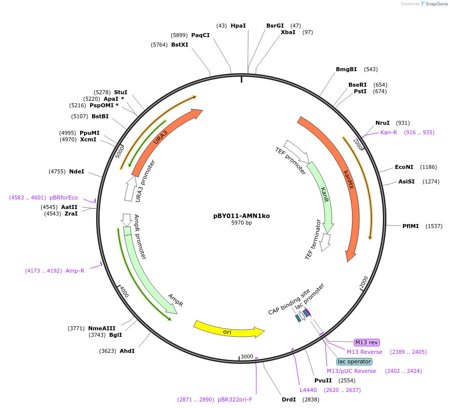 183099-plasmid-map-sequence-id-361230