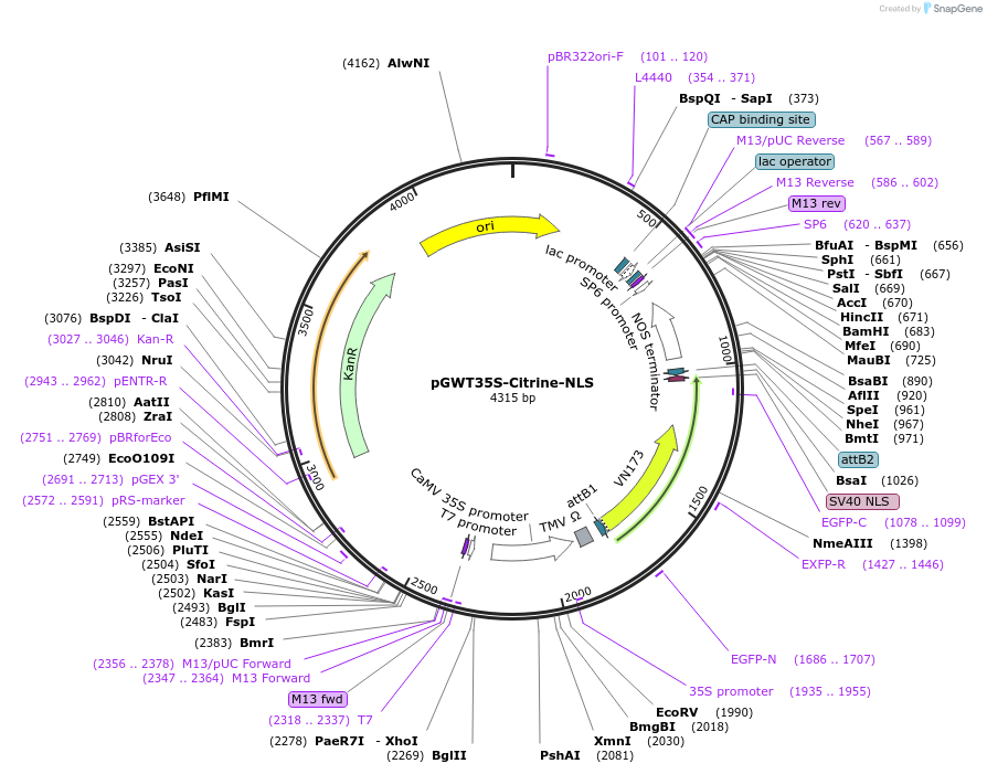 182583-plasmid-map-sequence-id-361247