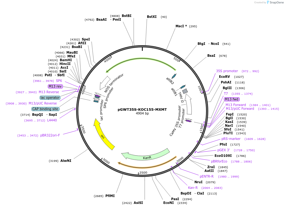 182726-plasmid-map-sequence-id-361248
