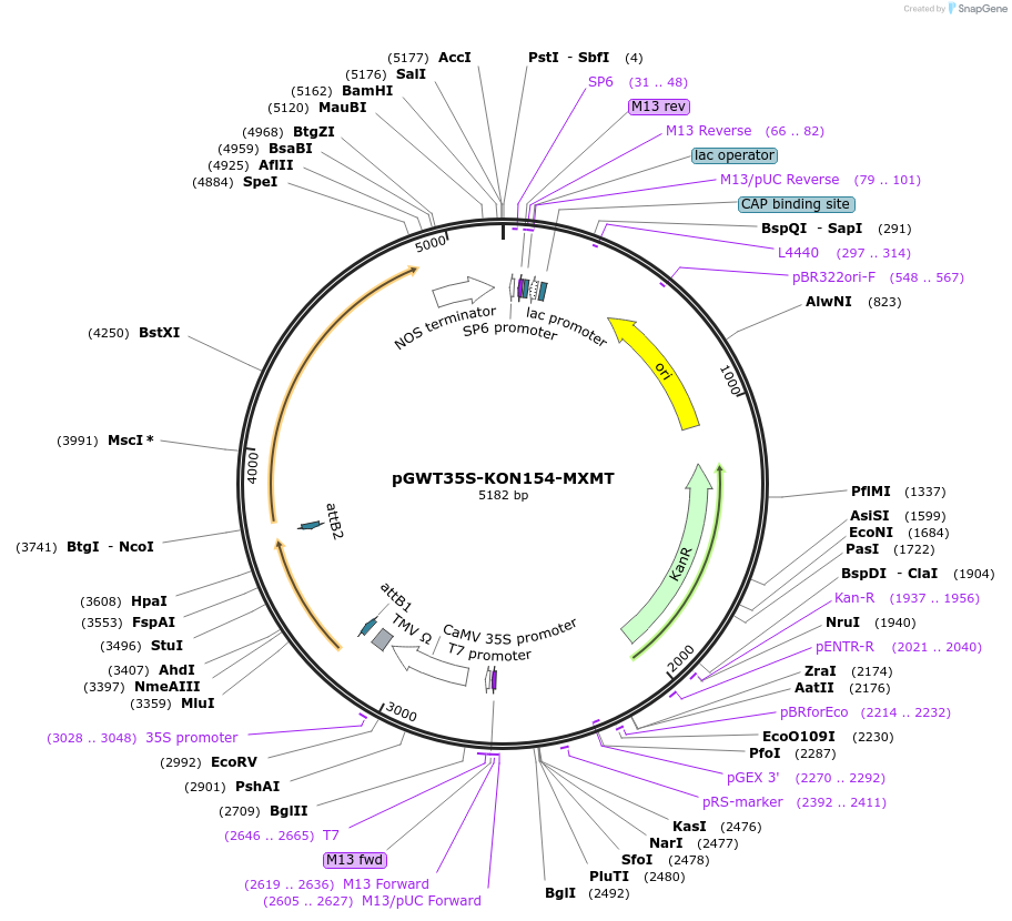 182725-plasmid-map-sequence-id-361250