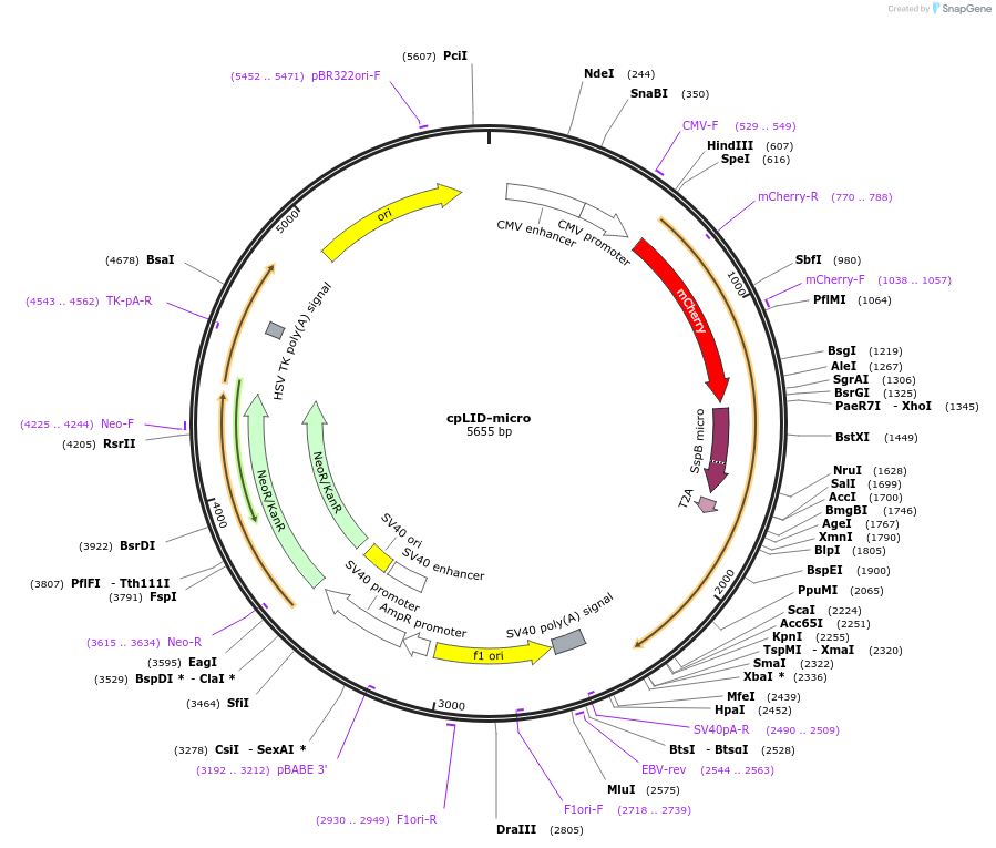 168995-plasmid-map-sequence-id-361251