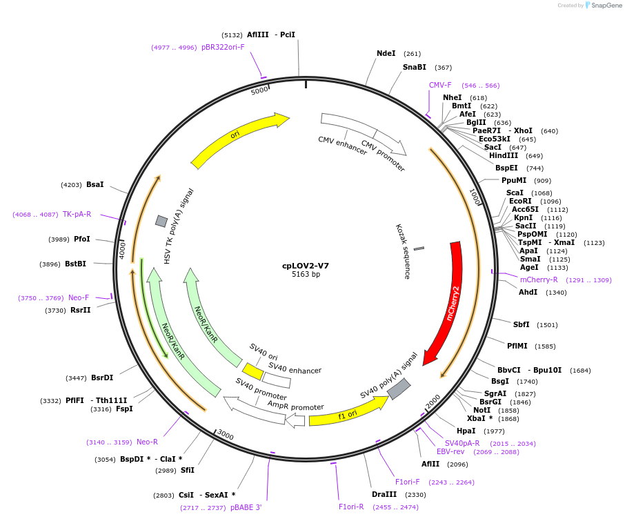 168993-plasmid-map-sequence-id-361252
