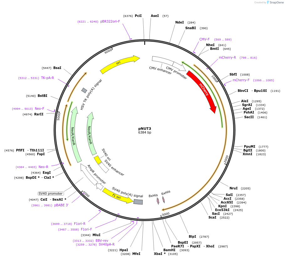 175744-plasmid-map-sequence-id-361253