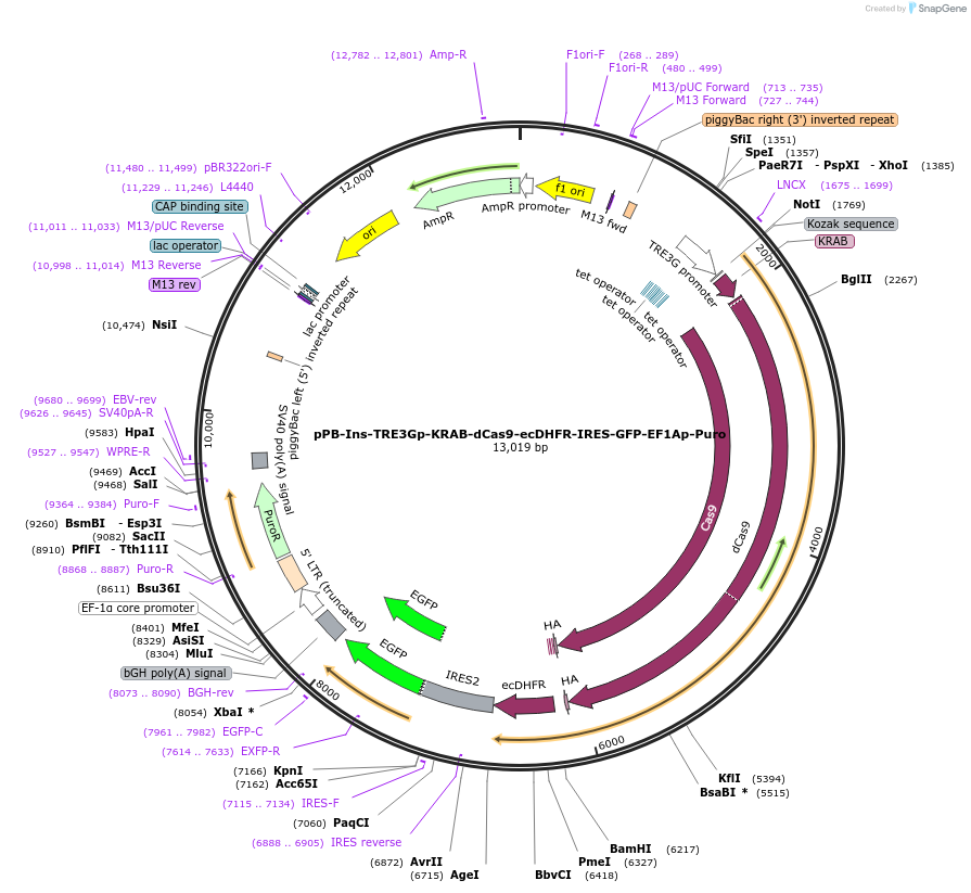 183410-plasmid-map-sequence-id-361256
