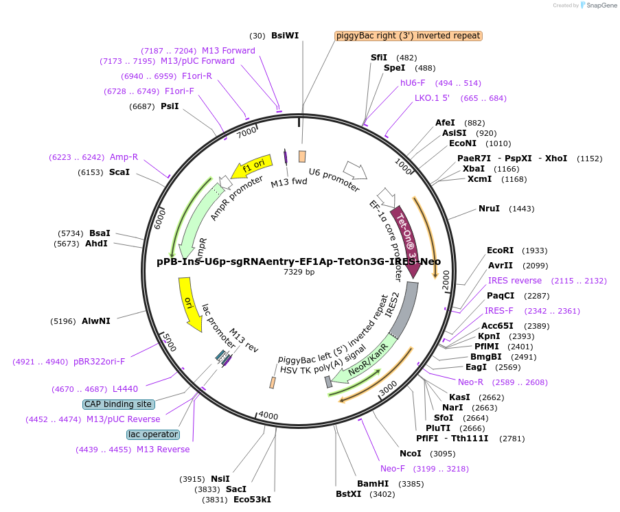 183411-plasmid-map-sequence-id-361257