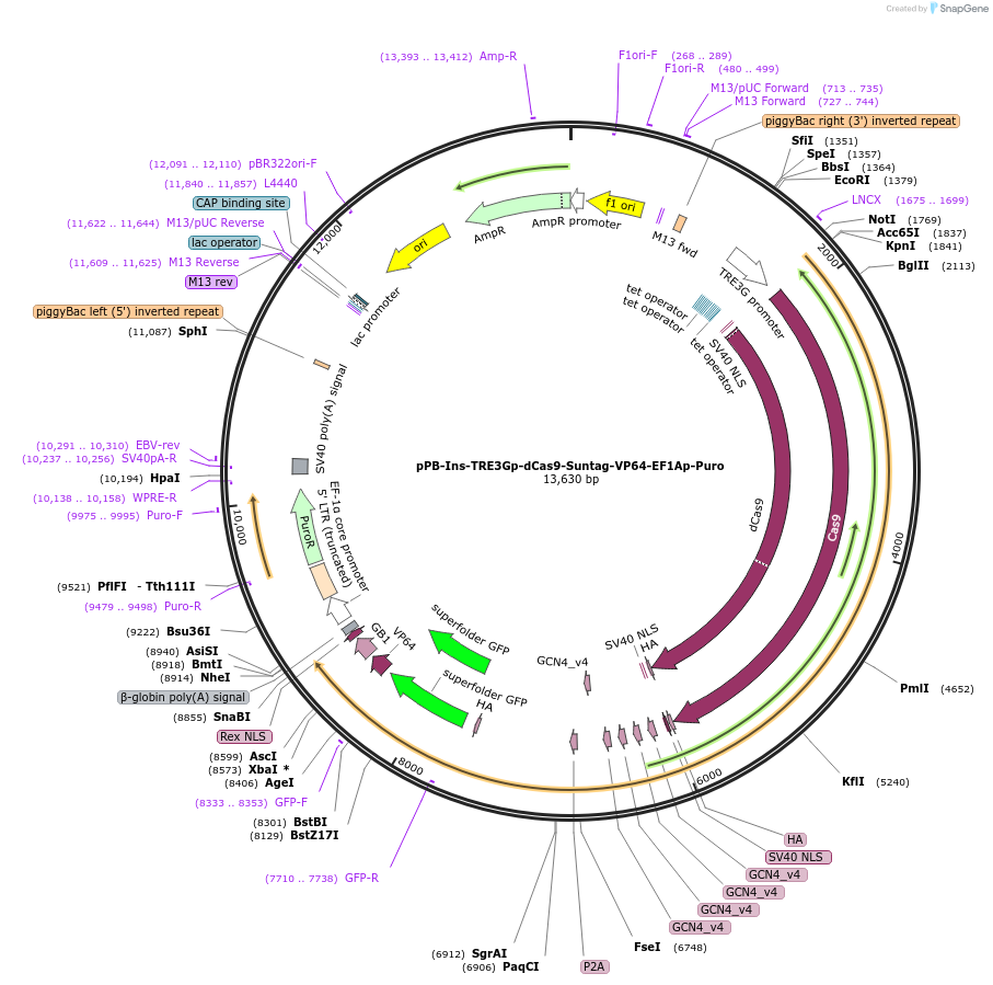 183409-plasmid-map-sequence-id-361258