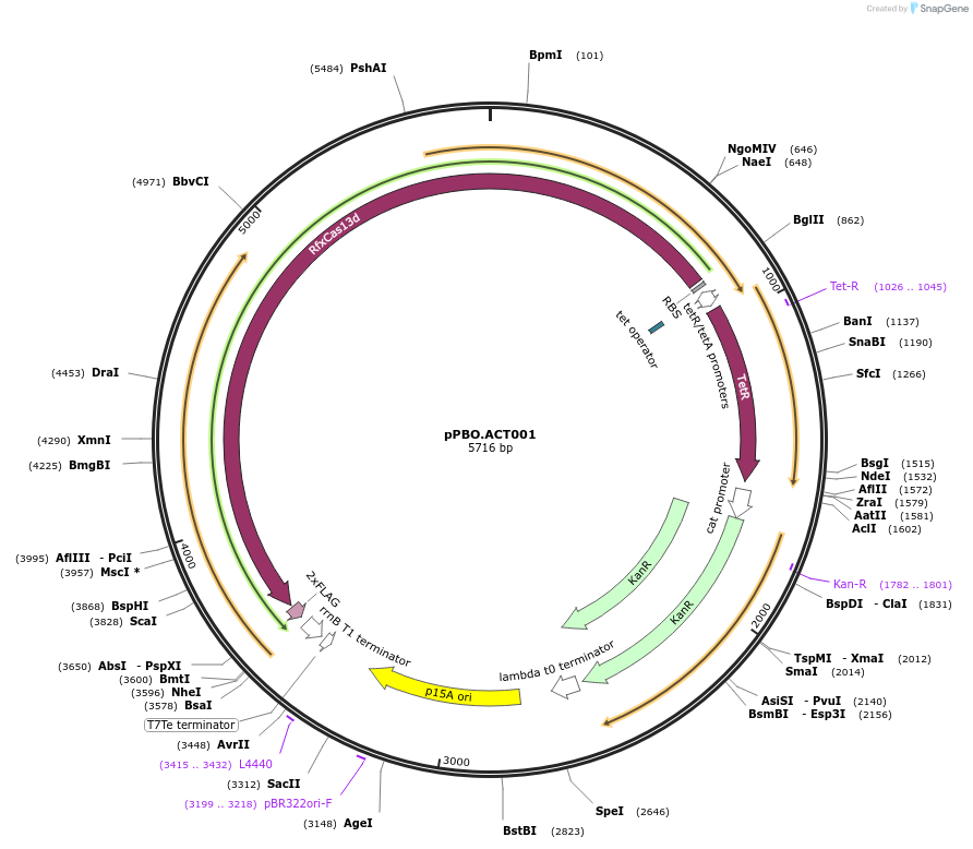 182711-plasmid-map-sequence-id-361292
