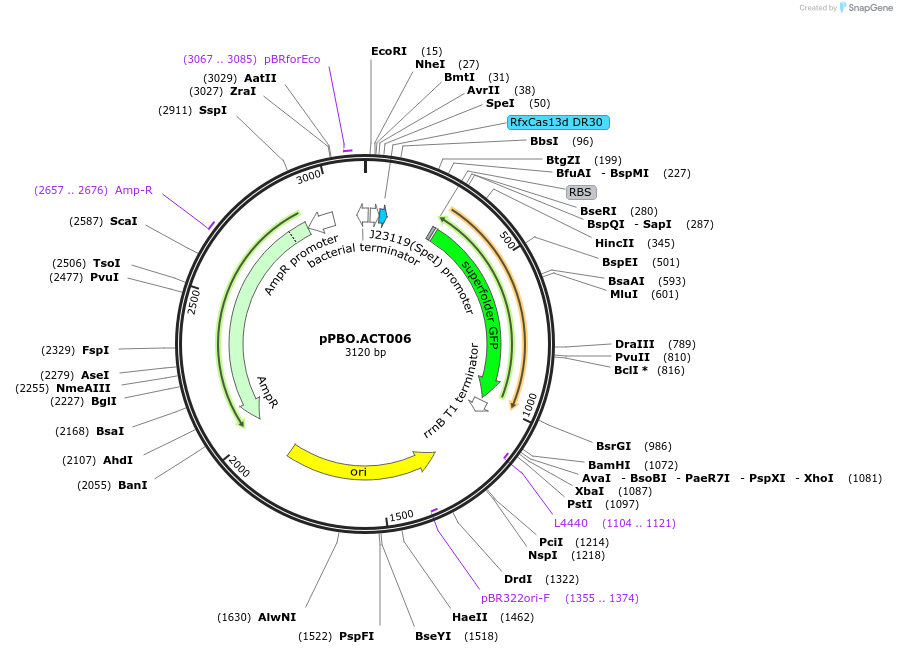 182716-plasmid-map-sequence-id-361297